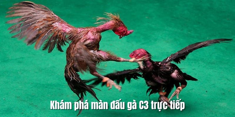 giai-dau-da-ga-c3